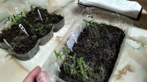 Как взошли томаты после замачивания семян янтарной кислотой. Обзор.