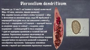 Паразитология. Плоские черви. Сосальщики