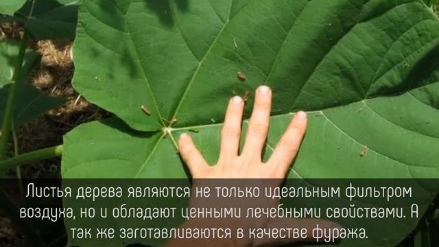 ⭐️ 5 ПОРАЗИТЕЛЬНЫХ фактов о сказочном дереве ПАВЛОВНИЯ! смотреть онлайн