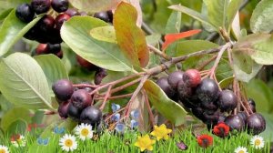 Арония черноплодная Хугин ? Обзор: посадка и уход. крупномеры аронии Хугин: описание и особенности