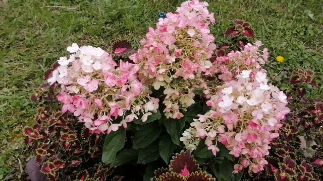Гортензия метельчатая - Литл Блоссом!!!Компактный сорт! смотреть онлайн