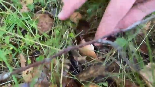 Сезон Грибов Маслят! Нарвались на Поляну Лесных Сокровищ! смотреть онлайн