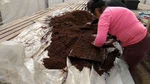 Топ ган F1 супер ранний, высокоурожайный арбуз.Посев