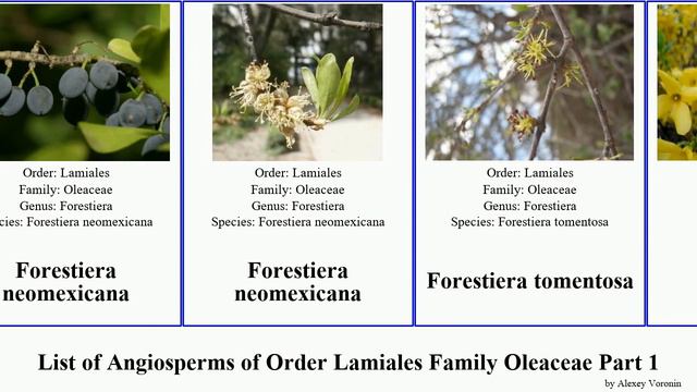 List of Angiosperms of Order Lamiales Family Oleaceae Part 1 fraxinus ash privet chionanthus early смотреть онлайн
