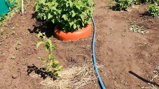Обзор участка моей подруги 😊 смотреть онлайн