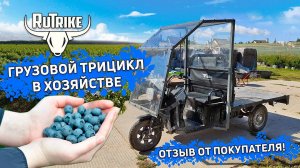 Выращиваем голубику вместе с электрическим грузовым трициклом Rutrike