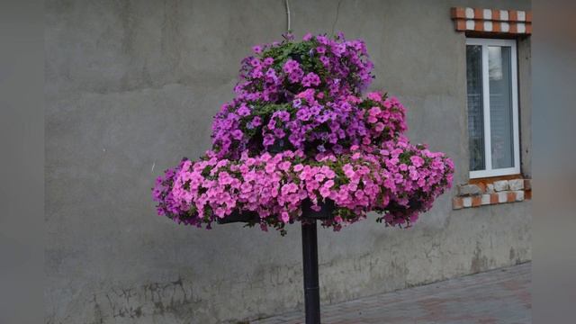 Цветение петунии и других цветов 12 июля 2019 года смотреть онлайн