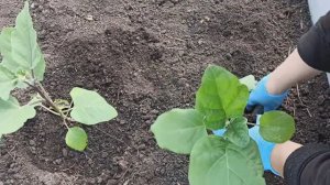 САЖАЮ БАКЛАЖАНЫ ТОЛЬКО С ЭТИМ! СЕКРЕТНЫЕ ДОБАВКИ В ЛУНКУ ПРИ ПОСАДКЕ БАКЛАЖАНОВ В ОТКРЫТЫЙ ГРУНТ