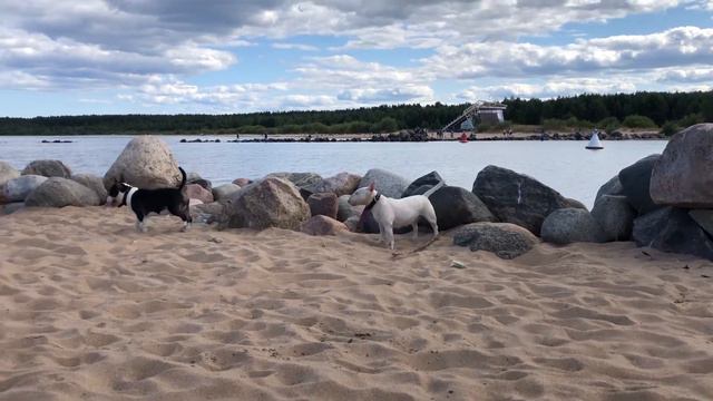 Бультерьеры на Ладоге#Bullterriers on Ladoga смотреть онлайн