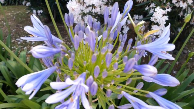 Agapanto - Agapanthus смотреть онлайн