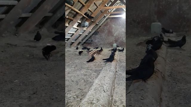 голуби вертуны Успеновка смотреть онлайн