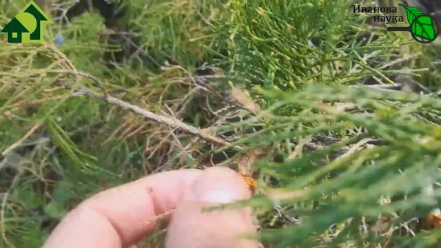 А Я ПРЕДУПРЕЖДАЛ!!! ПРОСНУЛАСЬ САМАЯ ОПАСНАЯ БОЛЕЗНЬ САДА! Вот как с ней НУЖНО БОРОТЬСЯ! смотреть онлайн