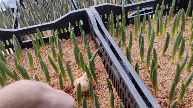 23.01.2022. Стронг голд без корней... Выгонка тюльпанов к 8 марта смотреть онлайн