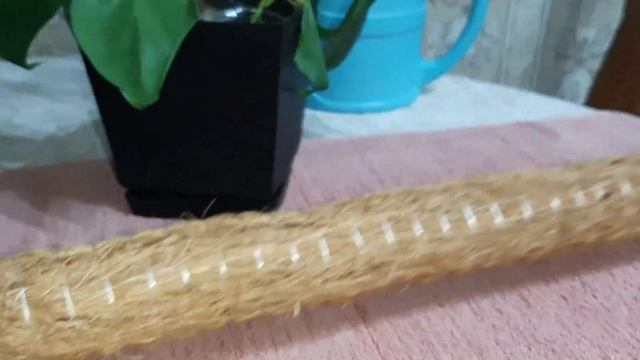 ФИЛОДЕНДРОН ЛАЗЯЩИЙ. РИПСАЛИС КАССУТА. Покупки из магазина ЛЕТО, город Краснодар. 10.02.2023. смотреть онлайн