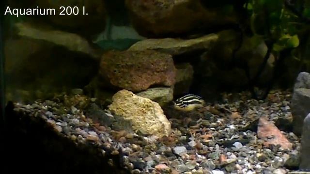 #Aquarium. Aквариум для юлидохромисов. смотреть онлайн
