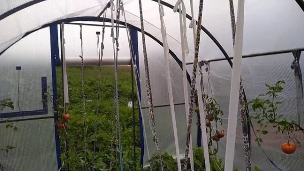 Мнение о чехле из армированной пленки, . #теплица, #чехол, #чехолизармированнойпленки.