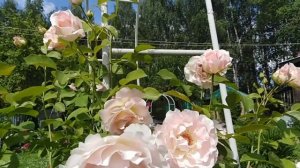 Роза ШРАБ Рококо. Фарфоровая аристократка. 5 зона. Смотрите в большом экране.