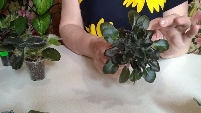 Как сформировать красивую детку фиалки? смотреть онлайн