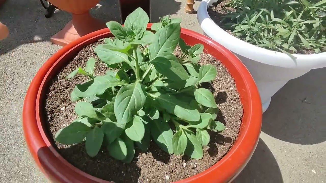 Как вырастить красивый куст петунии из семян. Высадила на ПМЖ продолжаю прищипывать. Вынесла в сад. смотреть онлайн