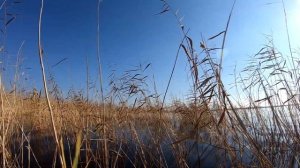 КАРАСЬ НА БОКОВОЙ КИВОК. Ловля в октябре.