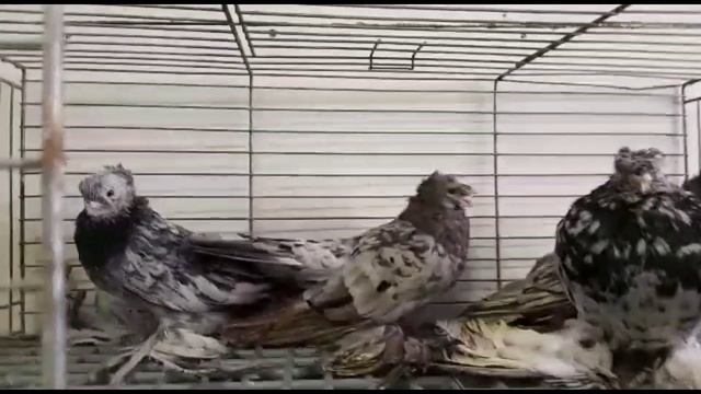 Wassili Kreider Германия голубятня. Двухчубые голуби. Tauben. Pigeons. Palomas. Pombos. 비둘기.