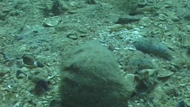 © Фауна Чёрного моря. Рапана (Rapana venosa) - 05 // Black Sea fauna смотреть онлайн