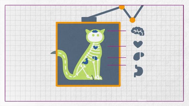 Can I Feed My Cat Dog Food? - Whiskas K.I.T. смотреть онлайн