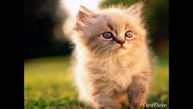 Котята смотреть онлайн