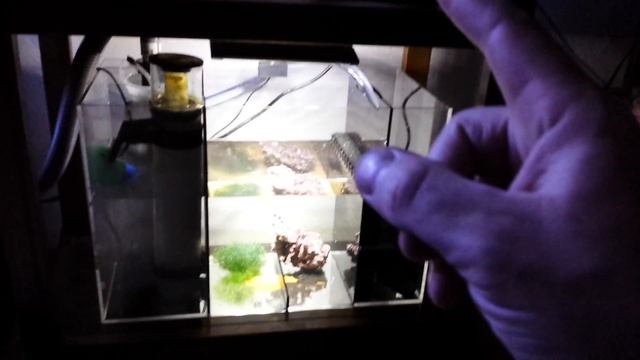 40 gallon saltwater reef aquarium added the eshopps 100 refugium смотреть онлайн