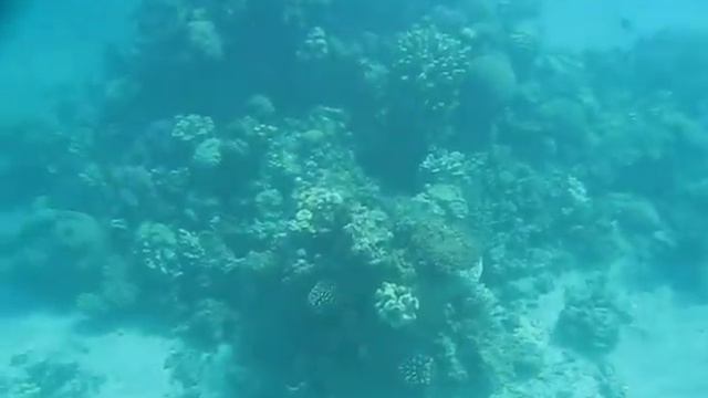 Красное море.Подводные съемки MVI_5653.AVI смотреть онлайн