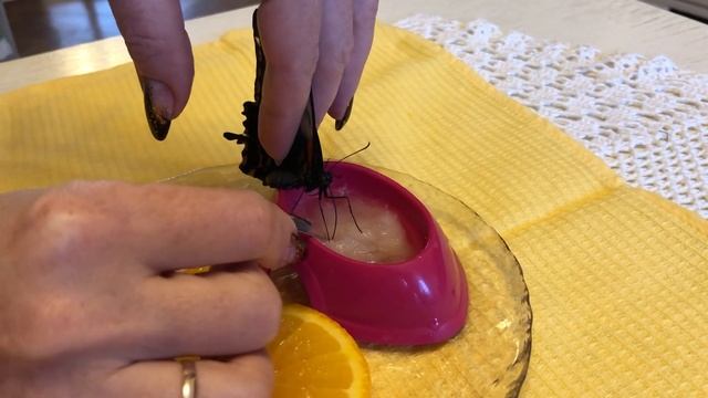 Бабочка Лови кормление медом смотреть онлайн