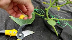 Формируем огурцы в теплице, когда они зацепились за сетку и полезли вверх. Часть 1.