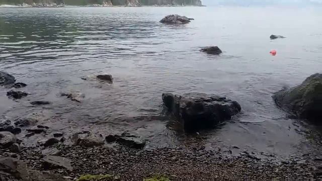 Способ запекания мидий смотреть онлайн