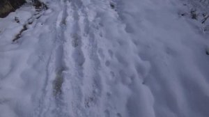 Одностволка в охоте на рябчика. ИЖ-18Е. Отцовское ружье работает. Заяц меня облапошил.