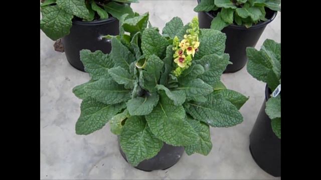 6-4 -18 Willoway Seasonal Color Updates смотреть онлайн