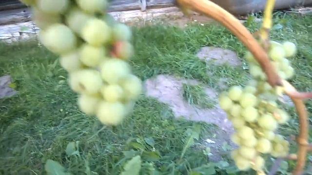 Обзор моего винограда сорта Вардува!!! смотреть онлайн