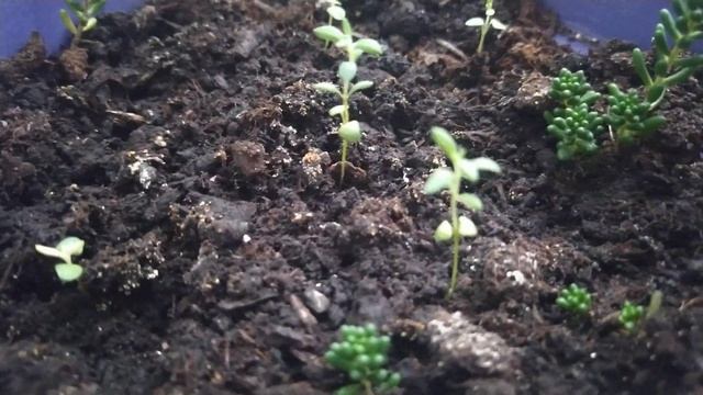 #не_пеларгонии, #эксперимент_по_выращиванию_лаванды_в_комнатных_условиях, #лаванда_в_квартире смотреть онлайн