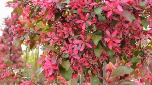 Декоративные деревья в саду