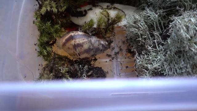 Улитка и плесень. Что делать? смотреть онлайн