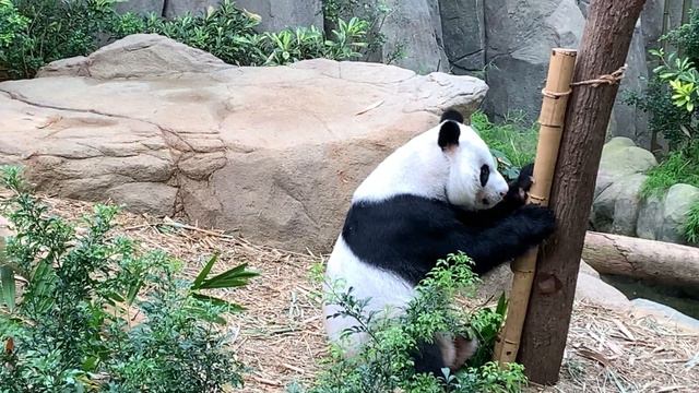 10 удивительных фактов о животных смотреть онлайн