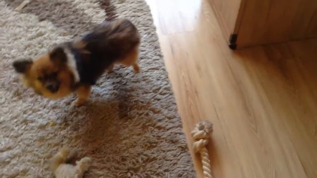 Вальс собачки няшки смотреть онлайн