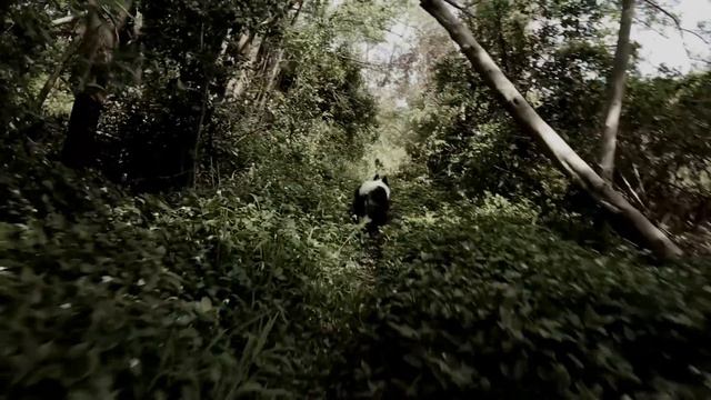 The Border Collie that changed the world. смотреть онлайн