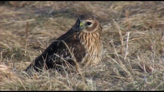 Northern Goshawk Hen Harrier Hønsehauk Myrhauk Ястреб-тетеревятник Полевой лунь Duvhök Blå Kärrhök