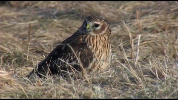 Northern goshawk Hen harrier Hønsehauk Myrhauk Ястреб-тетеревятник Полевой лунь Duvhök Blå kärrhök