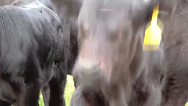 Абердин Ангус смотреть онлайн