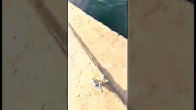 Рыбалка в Алуште с волнореза, 2021