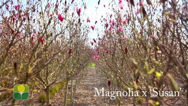 Magnolia x 'Susan' смотреть онлайн