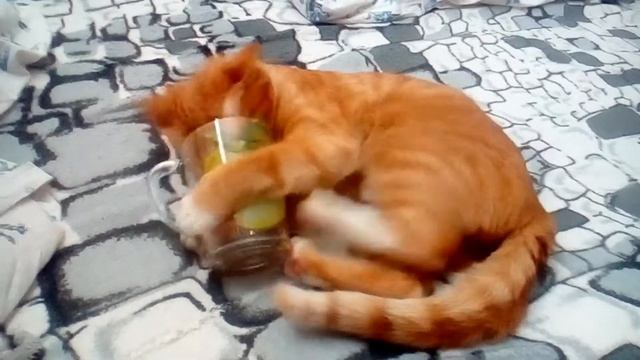 Мой кот нарыч смотреть онлайн