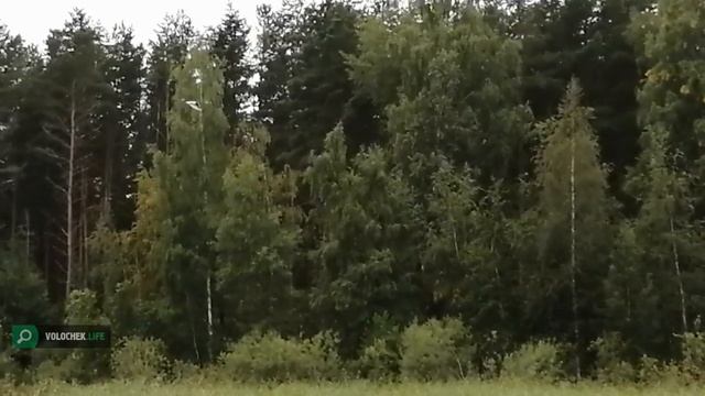 Белые цапли на Вышневолоцком водохранилище смотреть онлайн