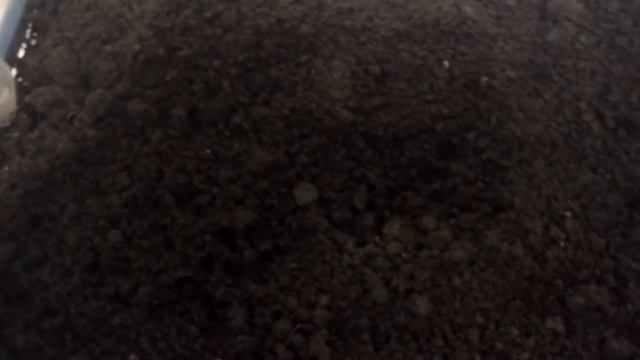Посев семян томата смотреть онлайн